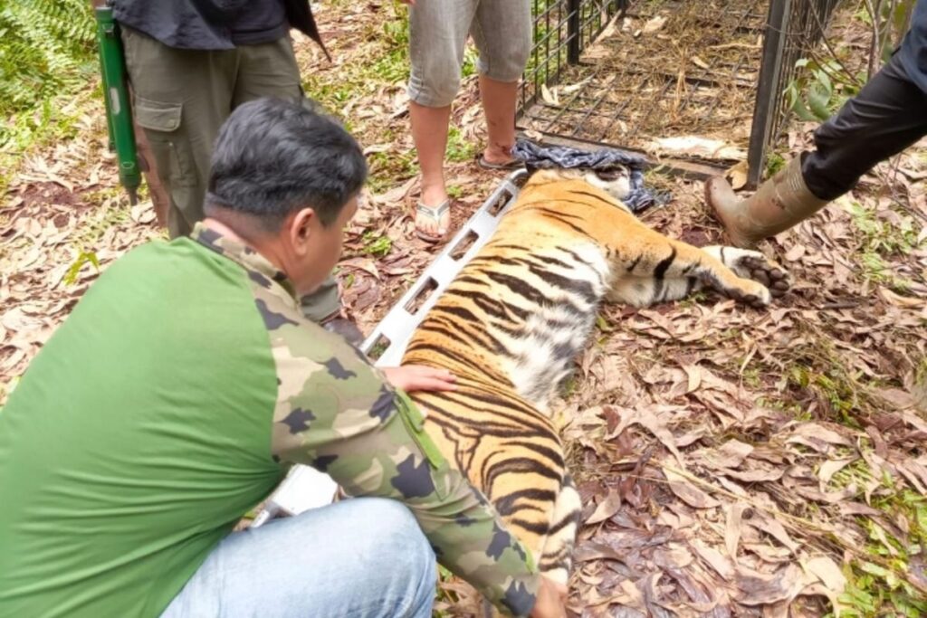 Begini Kronologi Pekerja Tanaman di Riau Tewas Diterkam Harimau Sumatera