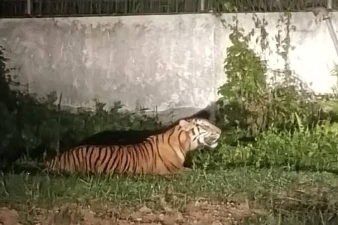 BKSDA Riau Pasang Kamera Jebak di Lokasi Kemunculan Harimau di Dumai