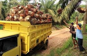 Harga Sawit Mitra di Riau Turun