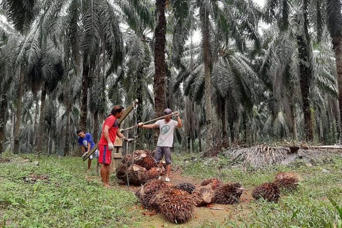 Harga Sawit Mitra Swadaya di Riau Turun