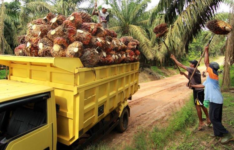 Harga TBS Sawit Mitra Swadaya di Riau Naik