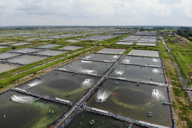 Ini 8 Juta Lapangan Pekerjaan yang Direncanakan Presiden Prabowo