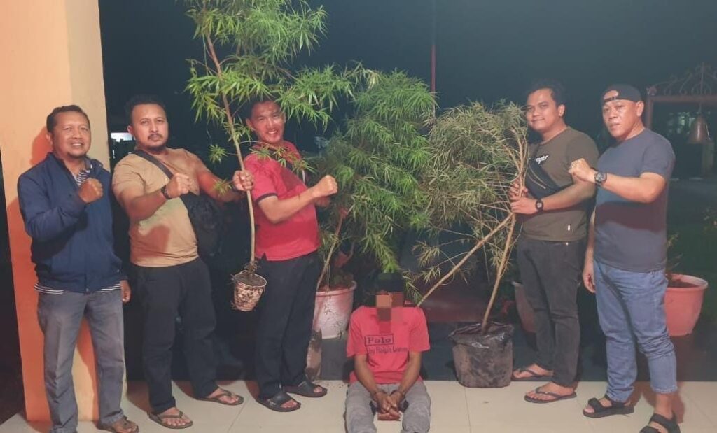 Tanam Empat Batang Ganja di Belakang Rumah, Warga Kubang Jaya Diringkus Polsek Siak Hulu