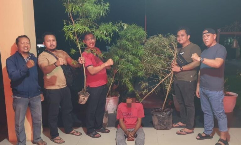 Tanam Empat Batang Ganja di Belakang Rumah, Warga Kubang Jaya Diringkus Polsek Siak Hulu
