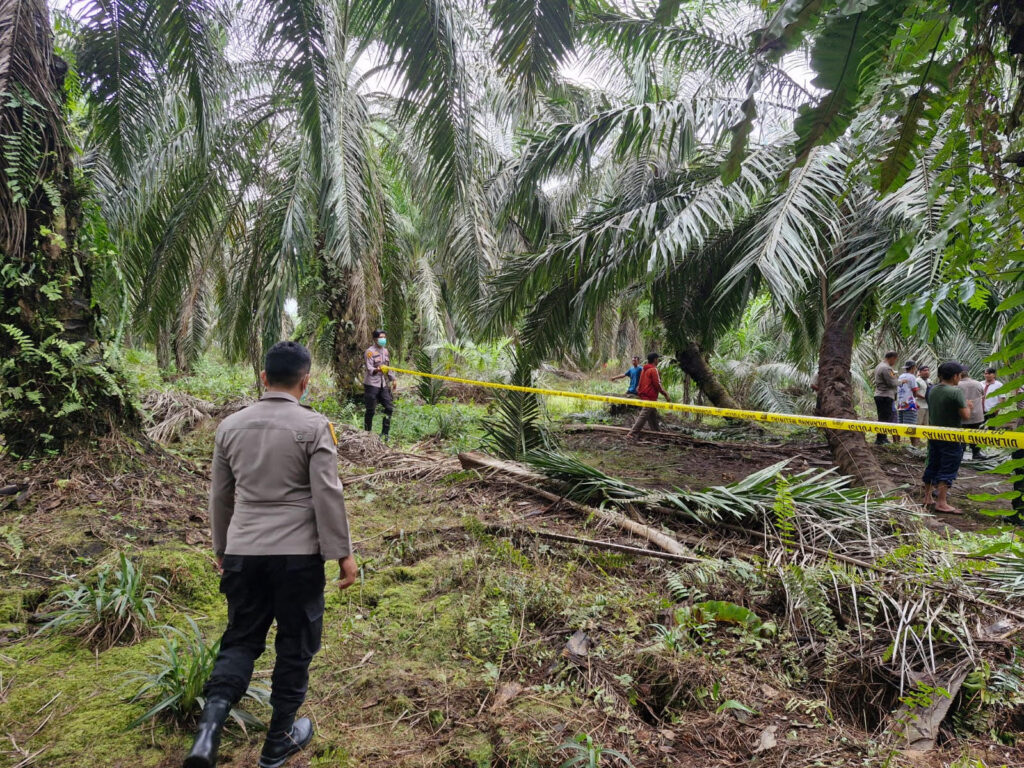 Warga Temukan Tulang Belulang di Kebun Sawit di Siak