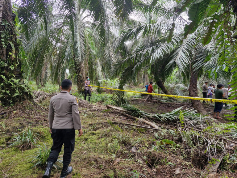 Warga Temukan Tulang Belulang di Kebun Sawit di Siak