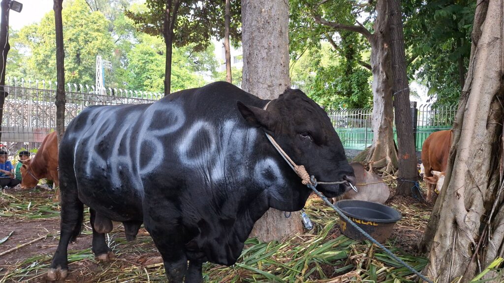 13 Sapi Kurban Presiden Prabowo di Riau