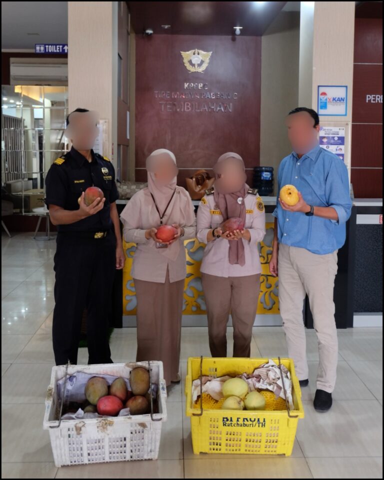 15 Ton Buah Mangga Ilegal Diamankan Bea Cukai Tembilahan
