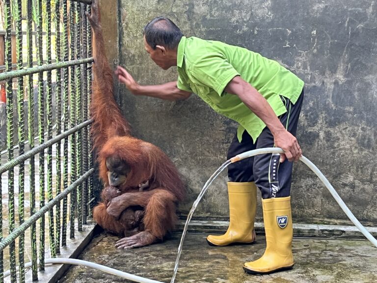Bayi Jantan Orangutan Lahir di Kasang Kulim
