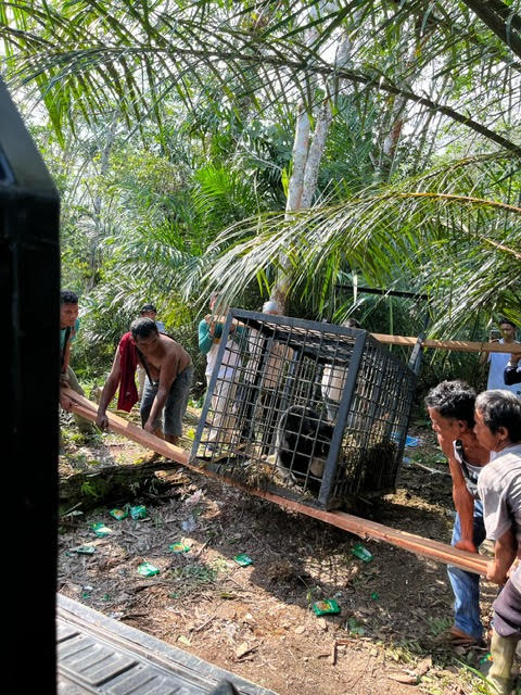 Dievakuasi dari Perkebunan Warga, BKSDA Riau Lepas Liarkan Beruang Jantan