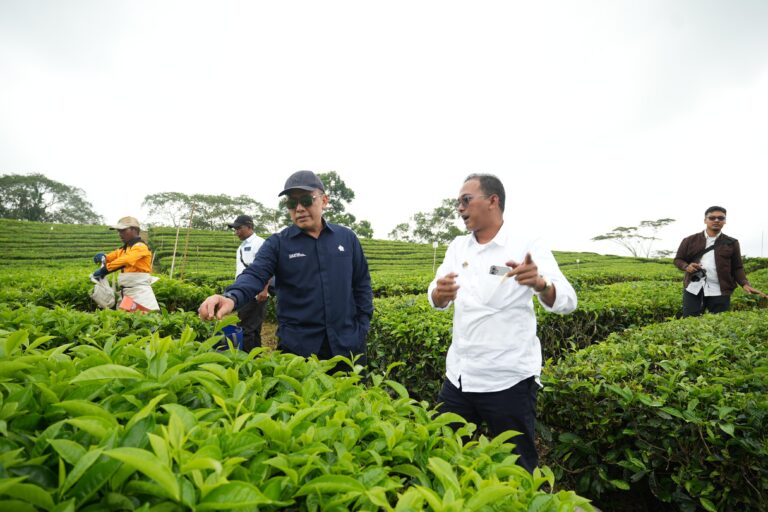 Hari Teh Internasional, Strategi PalmCo Kembalikan Kejayaan Komoditas Teh