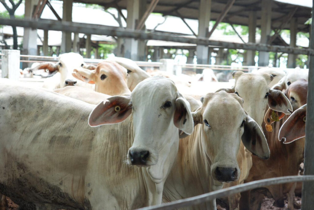 Indonesia Impor 184 Ribu Sapi