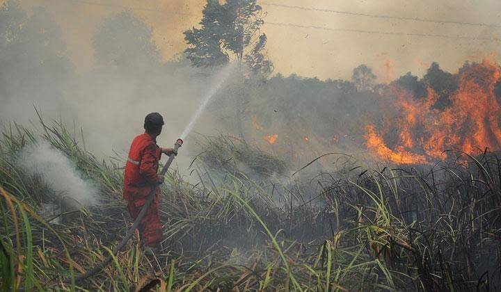 Ini Alasan Pekanbaru Belum Tetapkan Status Siaga Darurat Karhutla