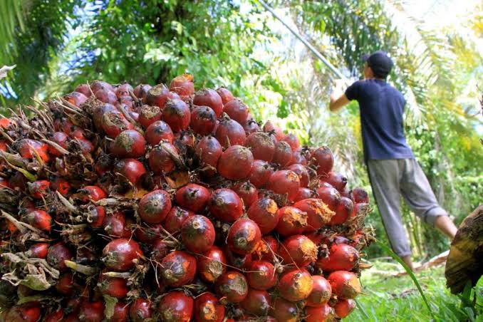 Harga Sawit Mitra Plasma di Riau Tembus Rp3