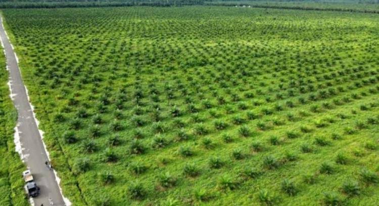 Kelola 700 Hektar Lahan Sawit, Koperasi Siampo Pelangi Didesak Gelar Rapat Anggota Tahunan