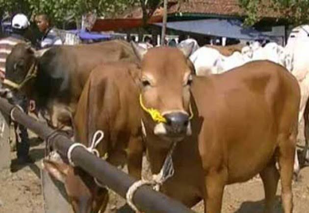 Kurban Pemko Pekanbaru 14 Ekor Sapi: Daging Dibagi ke THL