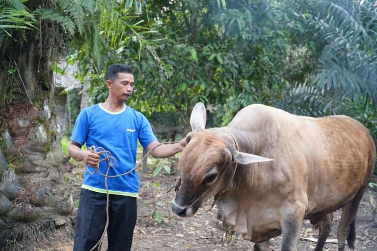 RAPP Kembangkan Peternakan Rakyat Lewat Program Mitra Bina di Kampar