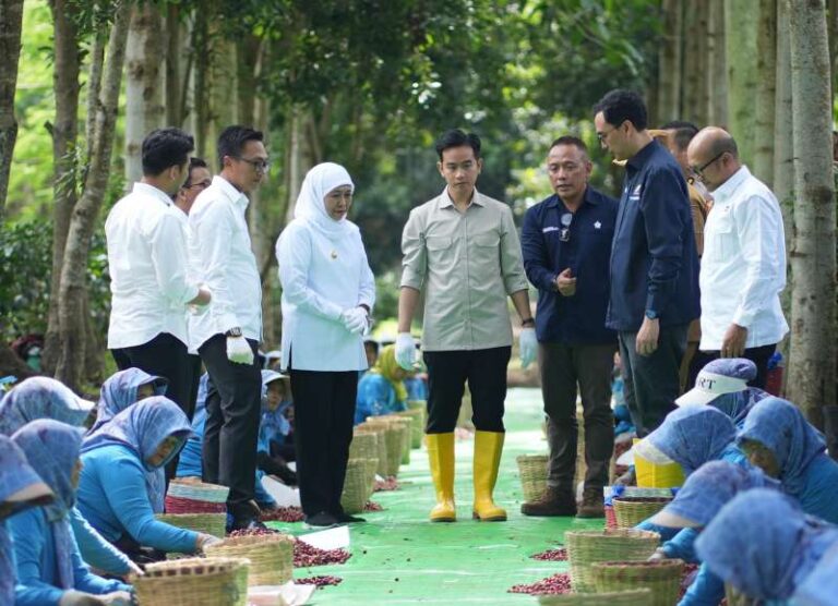 Wapres Gibran Panen Raya Kopi Ijen PTPN IV: Dukung Produktivitas, Hilirisasi dan Branding