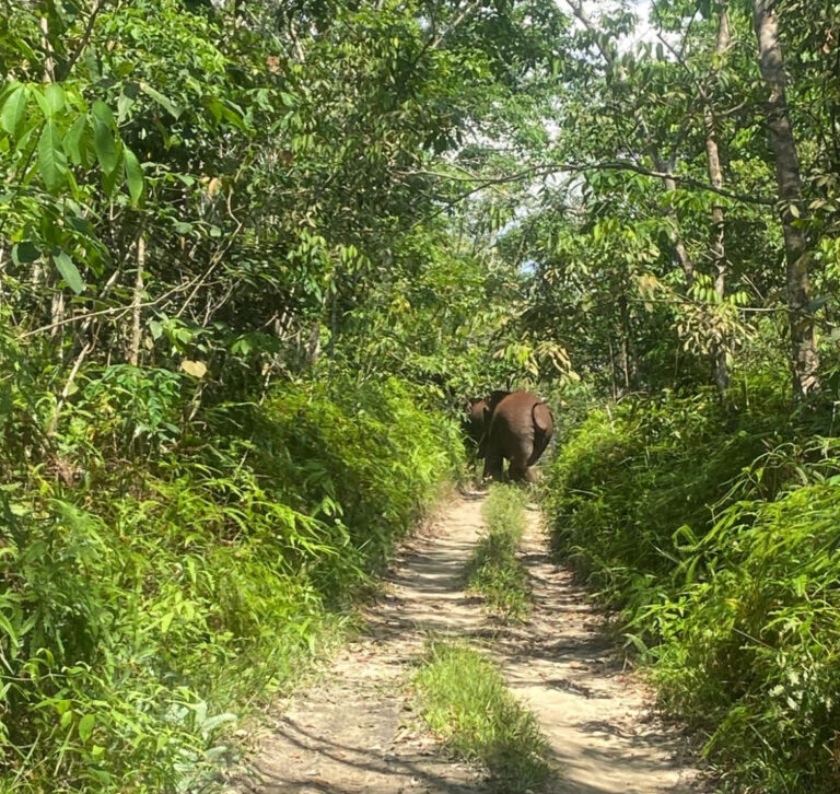 Warga Usir Dua Ekor Gajah hingga ke Batas Pinggir Desa Sotol