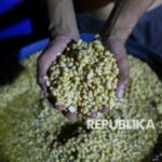 Swasembada Kedelai Dikebut, Amran Ingin Produksi Tembus 5 Ton per Hektare